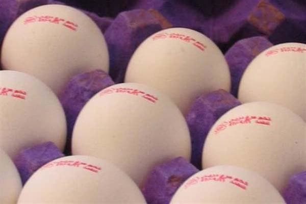 تصویر 5 از فروش تخم مرغ ماشینی درشت مارک دار + قیمت خرید به صرفه